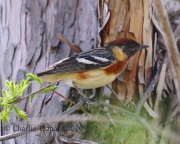 0J6A9632Bay-breasted_Warbler