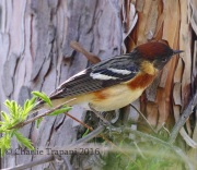 0J6A9635Bay-breasted_Warbler
