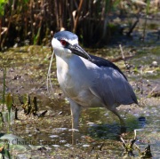 0J6A9650Black-crowned_Night-heron