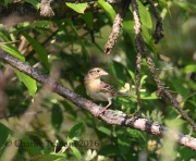 0J6A9665Grasshopper_Sparrow