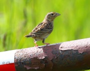 0J6A9690Grasshopper_Sparrow
