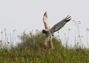0J6A9701Northern_Harrier