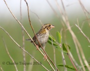 0J6A9740Henslow's_Sparrow