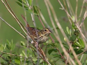 0J6A9755Henslow's_Sparrow