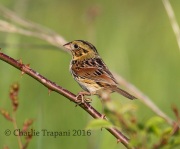 0J6A9780Henslow's_Sparrow