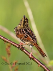 0J6A9804Henslow's_Sparrow
