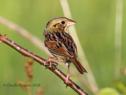 0J6A9806Henslow's_Sparrow_HiRes copy