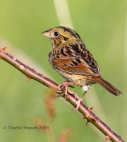 0J6A9819Henslow's_Sparrow