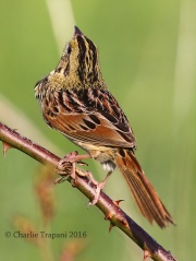0J6A9823Henslow's_Sparrow