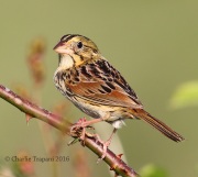 0J6A9826Henslow's_Sparrow