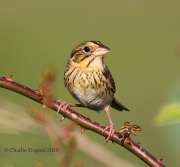 0J6A9838Henslow's_Sparrow