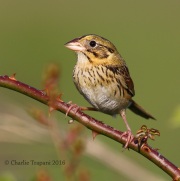 0J6A9842Henslow's_Sparrow