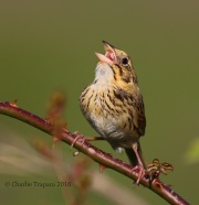 0J6A9846Henslow's_Sparrow
