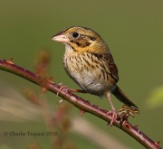 0J6A9850Henslow's_Sparrow