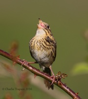 0J6A9855Henslow's_Sparrow