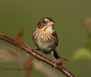 0J6A9856Henslow's_Sparrow