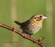 0J6A9870Henslow's_Sparrow