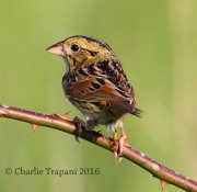 0J6A9882Henslow's_Sparrow