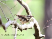 6S3A1229Louisiana_Waterthrush