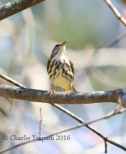 6S3A1277Louisiana_Waterthrush