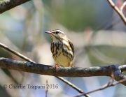 6S3A1288Louisiana_Waterthrush