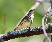 6S3A1295Louisiana_Waterthrush