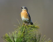 6S3A1303Eastern_Bluebird