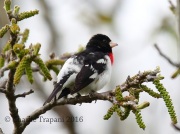 6S3A2264Rose-Breasted_Grosbeak