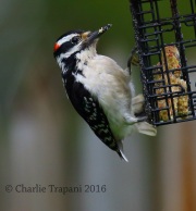 6S3A2302Hairy_Woodpecker
