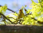 6S3A2370Cape_May_Warbler