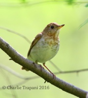 6S3A2419Veery