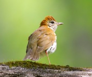 6S3A2445Wood_Thrush