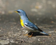 6S3A2504Northern_Parula