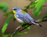 6S3A2550Northern_Parula