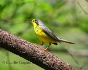 6S3A2592Canada_Warbler