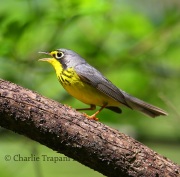 6S3A2595Canada_warbler