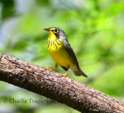 6S3A2598Canada_warbler