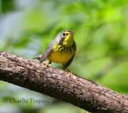 6S3A2619Canada_warbler