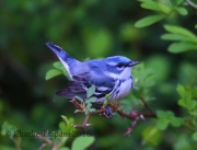 6S3A2687Cerulean_Warbler