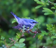 6S3A2698Cerulean_Warbler
