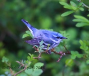6S3A2699Cerulean_Warbler