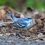 6S3A2712Cerulean_Warbler