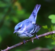 6S3A2717Cerulean_Warbler
