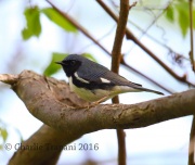 6S3A2729Black-throated_Blue_Warbler