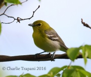 6S3A2745Yellow-Throated_Vireo