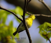 6S3A2753Yellow-throated_Vireo