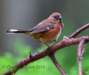 6S3A2778Female_Eastern_Towhee