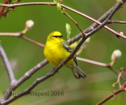 6S3A2886Blue-Winged_Warbler