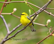 6S3A2888Blue-Winged_Warbler