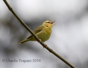 6S3A2924Worm-Eating_Warbler